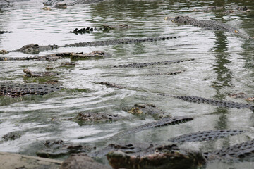 Close-up of a siamese crocodile -crocodylus siamensis- in water at a zoo