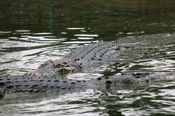 crocodile hiding under water near tree while swimming in zoo pond