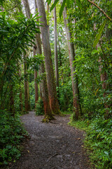 Manoa Falls hiking trail on a rainy day with lush green trees plants and grass in Honolulu Hawaii...