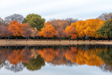 Obraz premium Autumn Trees Reflecting on a Still Lake with Overcast Sky and Natural Symmetry