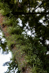 Moss growth on tree, New Zealand