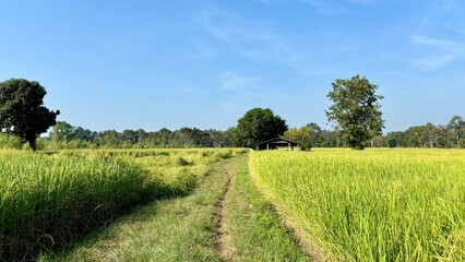 Fototapeta premium Rice plantations. Green rice paddy field. Organic rice farms in asia. Rice growing agriculture. Green Paddy Field.