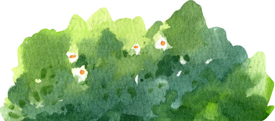 The bush has small white flowers., hand-drawn watercolor painting illustration