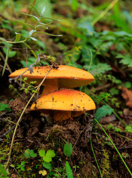 Wild amanita caesarea, orange mushroom edible in forest of China