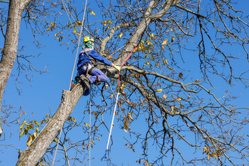 Tree arborist using chainsaw to cut tree down, while wearing safety gear. Woodcutter in uniform...