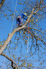 Tree arborist using chainsaw to cut tree down, while wearing safety gear. Woodcutter in uniform climbing and working on heights, process of tree trunk pruning and sawing on a top in sunny day.