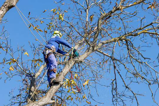 Tree arborist using chainsaw to cut tree down, while wearing safety gear. Woodcutter in uniform climbing and working on heights, process of tree trunk pruning and sawing on a top in sunny day.
