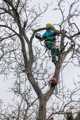 Tree arborist using chainsaw to cut tree down, while wearing safety gear. Woodcutter in uniform...