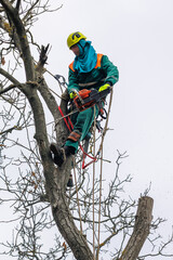 Tree arborist using chainsaw to cut tree down, while wearing safety gear. Woodcutter in uniform climbing and working on heights, process of tree trunk pruning and sawing on a top.