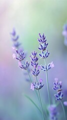 Naklejka premium Lavender and soft green gradient background with texture, creating a calm, relaxing feeling.