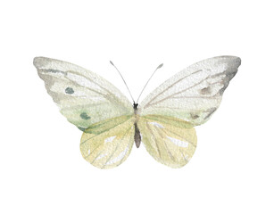 White butterfly with transparent wings with gray edges and dots hand drawn watercolor illustration