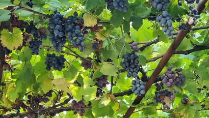 grapes ripe leaves in autumn red and black berries