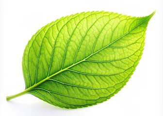 Obraz premium Stunning Long Exposure of Apple Green Leaf Isolated on White Background, Perfect for Nature and Botanical Themes, Ideal for Editorial and Commercial Use, High-Quality Clipping Path Image