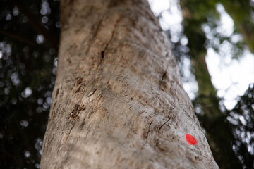 The trunk of the larch is eaten by insects, it remains a bright red mark from the sawn-off view from below