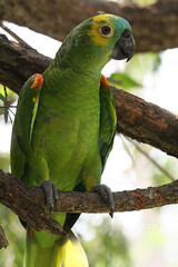 Blue Fronted Amazon