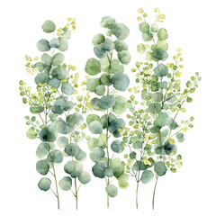Watercolor Eucalyptus Greenery Clipart Botanical (Transparent Background)