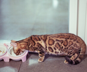 A Bengal cat is drinking goat milk.Its name is Hua Hua, and it is a male leopard cat.