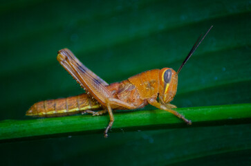 a green and yellow grasshopper perched on a leaf, close-up photo and video