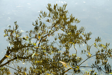 Leaves reflecting in the water, shallow focus abstract background
