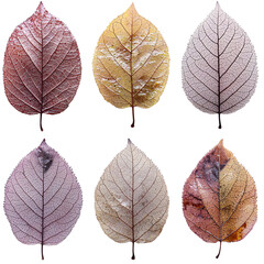 Obraz premium Autumn Leaf Collection Red Yellow and Brown Isolated on Black (Transparent Background)