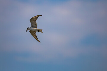 A bird wing with outstretched wings