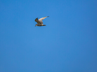 A bird wing with outstretched wings