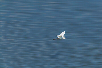 A bird wing with outstretched wings