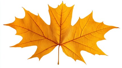 Obraz premium Single Golden Autumn Maple Leaf Isolated on White Background