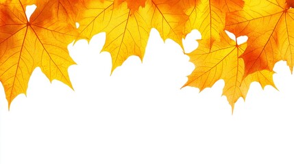 Fototapeta premium Golden Autumn Maple Leaves Border on White Background