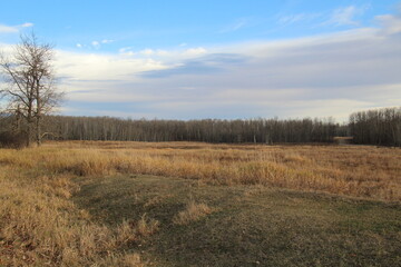 Morning On The Land, Elk Island National Park, Alberta