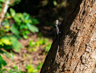 Calotes versicolor. Or Oriental garden lizard. It is perched on the side of tree and camouflaged by changing its skin color to resemble bark. In the shade of the tree.
