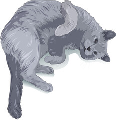 Gray domestic cat lying on its side and looking up. Vector isolated illustration