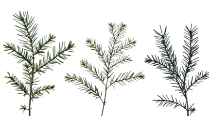 christmas tree sprigs isolated on a white background, png
