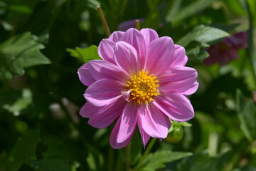 ピンクのダリア