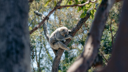 Fototapeta premium Koala sleeping on a tree