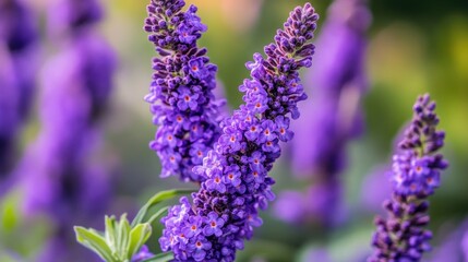 Obraz premium Close-up of vibrant purple flowers in bloom, showcasing natural beauty and detail.