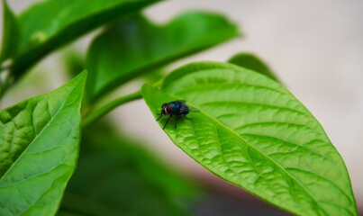 photo of a large green fly perched on a green leaf