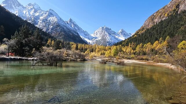 Landscape Bipenggou Valley - Most Beautiful Panyang Lake or Argali Lake and Yellow Tree with Snow Mountain  in Mount Bipenggou National Park in Xiaojin Sichuan Province China - Stable Footage Autumn
