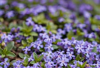 Obraz premium Periwinkle flowers covering the ground.