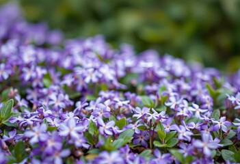 Elegant Periwinkle flowers covering the ground.