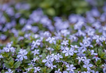 Periwinkle flowers covering the ground.