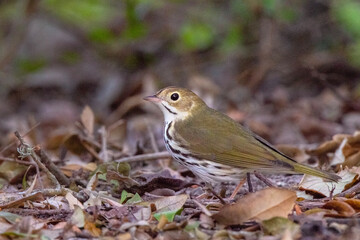 An ovenbird (Seiurus aurocapilla), a small warbler that spends time on the forest floor, in southwest Florida
