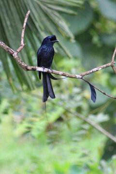 bird on a branch, greater racket tailed drongo