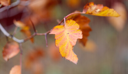 A leaf is hanging from a tree branch