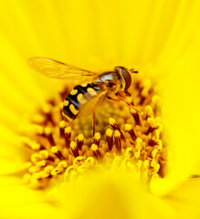 A yellow flower with a bee on it