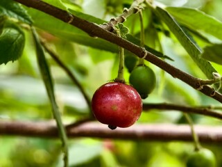 Muntingia calabura fruit is red when ripe