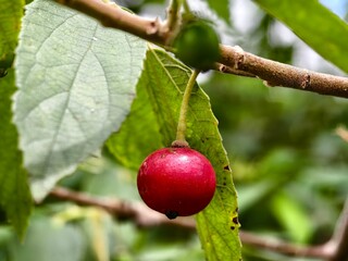 Muntingia calabura fruit is red when ripe