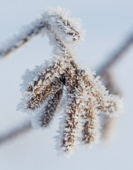 A branch covered in frost and snow