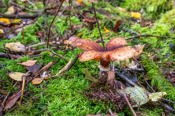 Pilz im Wald