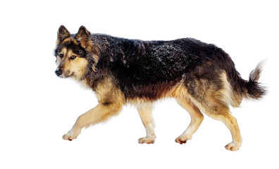 A dog is walking on a white background